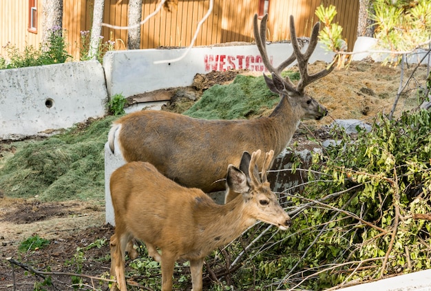 Resting deer. deer eat a grass