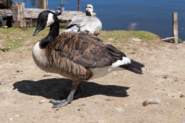 小さな池、水鳥、警備員のいない海岸の近くで休む