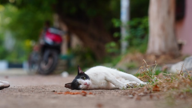 Отдыхающий белый кот изображение hd