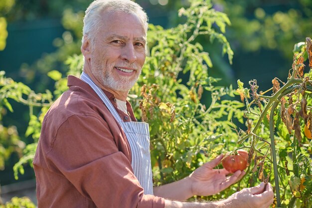 Result of labor. Happy grey-haired man looking at camera touching ripe tomato on bush in garden on sunny day