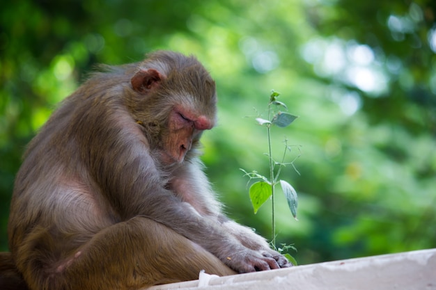 resusaap aap primaat mulatta natuur buitenshuis resusaap aap dieren apen