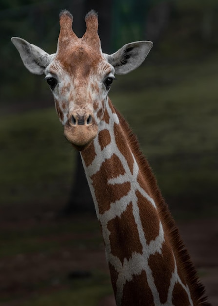 Reticulated giraffe