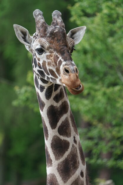 Reticulated giraffe