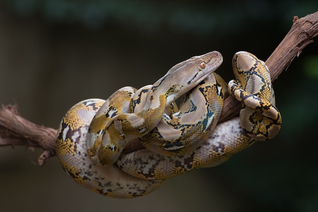 Reticulated phyton coiled its body around a tree branch