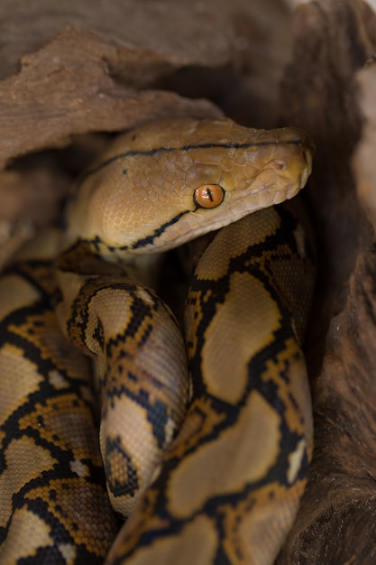 Сетчатый питон, змея Boa constrictor на ветке дерева