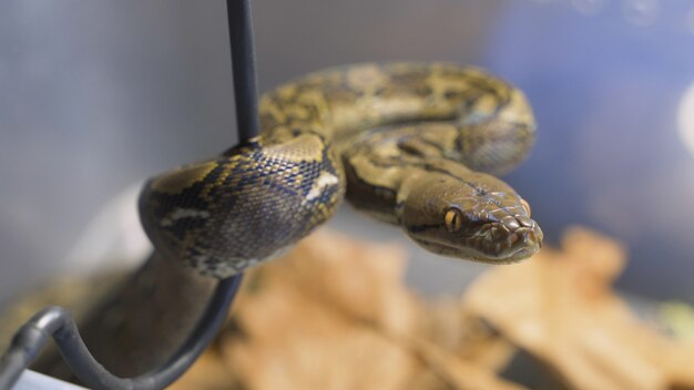 Reticulated python / python reticuleert