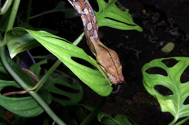 木の上のアミメニシキヘビ