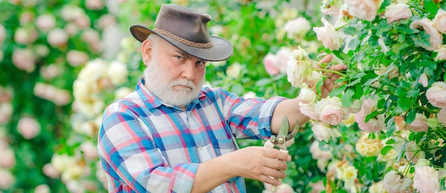 Retired gardener senior portrait spring banner grandfather working in garden over roses background