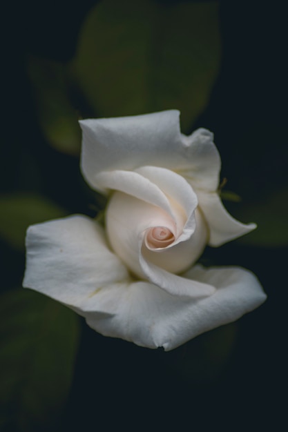 Photo retrato de una rosa blanca con el fondo desenfocado