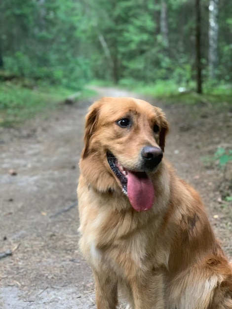 Собака-ретривер сидит вечером в лесу с высунутым языком