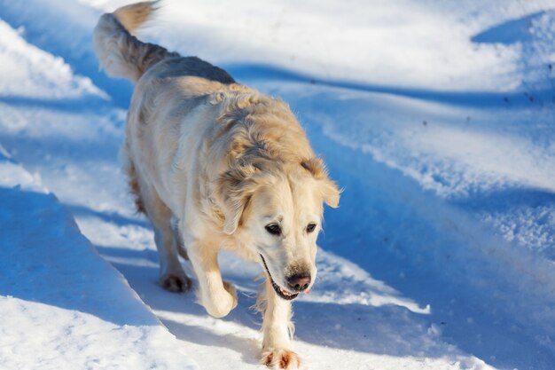 Retriever in winterbos