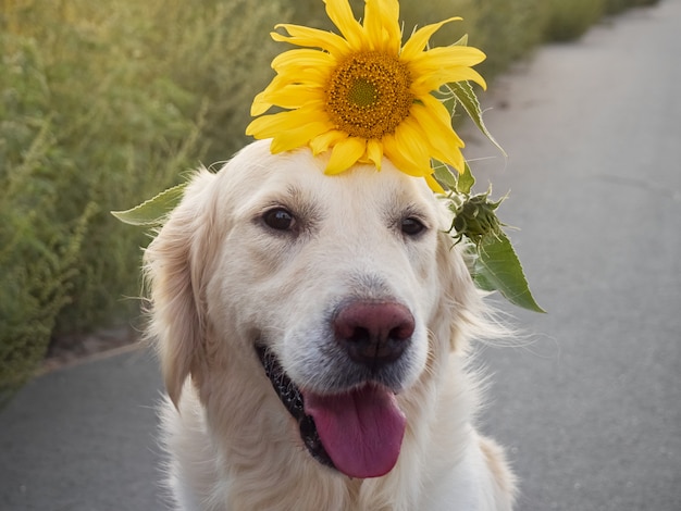 Retriever op de weg.