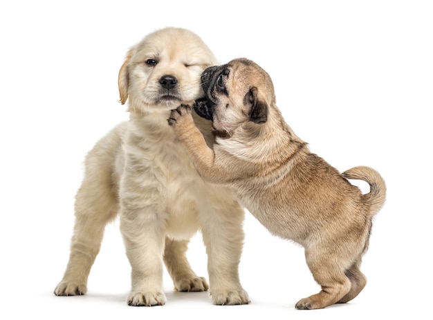 Photo retriever and pug puppies playing together, isolated on white