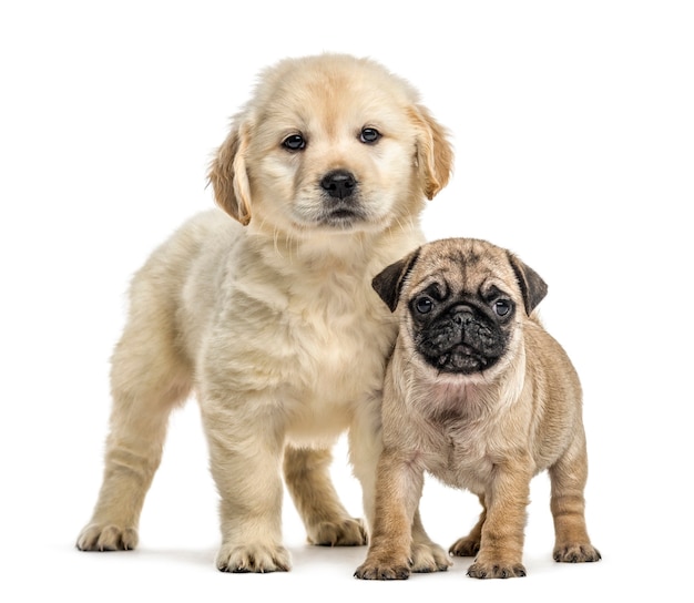 Retriever and pug puppies standing, isolated on white