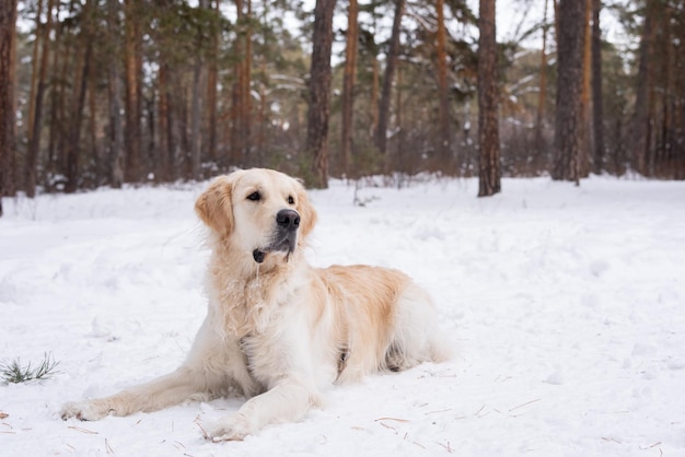 Retriever rustend op sneeuw in het bos