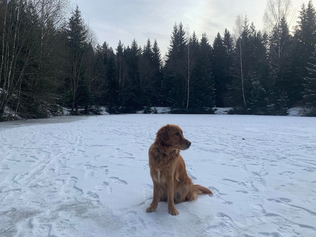 Photo retriever sits on ice in the center of a forest lake in winter