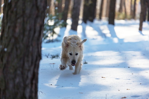 Retriever in winter forest