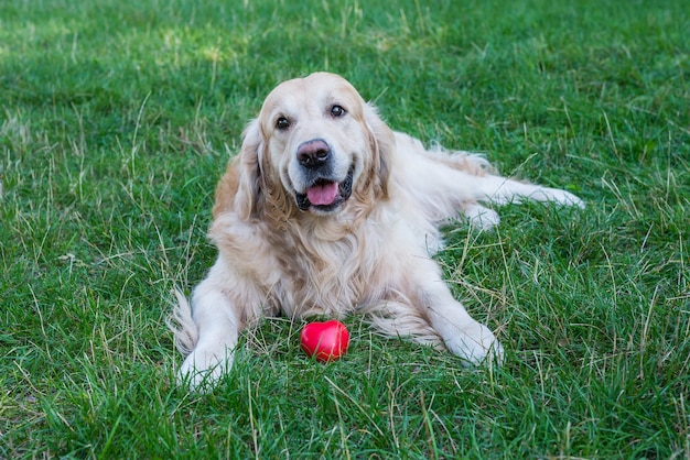 Retriever with red heart in the park on the grass