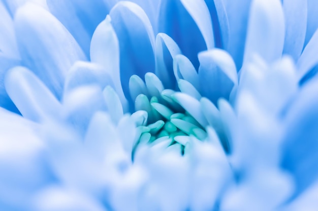 retro art vintage card and botanical concept  abstract floral background blue chrysanthemum flower m...