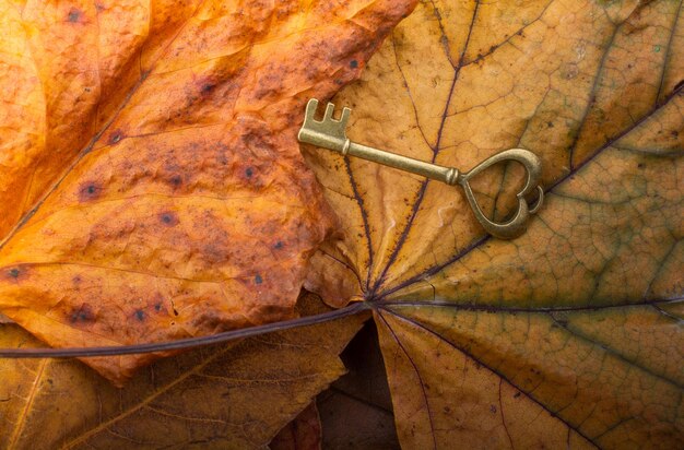 Retro key on dry leaves as love and valentine concept