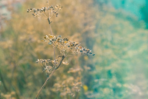 Foto retro natuurfoto van bloem