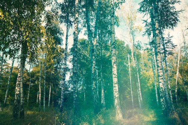 Foto retro natuurfoto van bloem