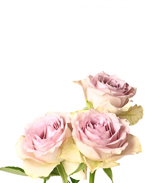 Retro roses shabby chic isolated on white background