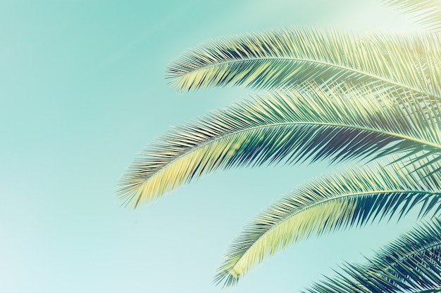 Retro toned palm tree over sky background with sunlight. Beam of light and leaves of palm.