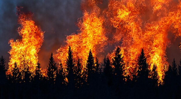 reusachtig vuur in het midden van het bladrijke bos met hoge vlammen en rook