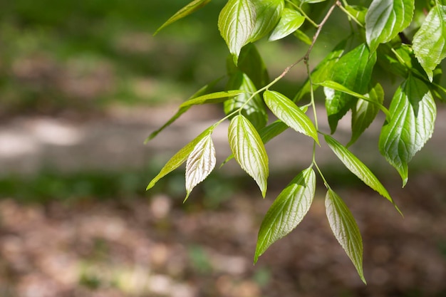 Foto reusachtige dogwood stam en groene bladeren cornaceae bladverliezende hoge boom