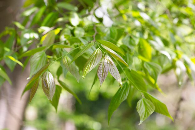 Reusachtige dogwood stam en groene bladeren Cornaceae bladverliezende hoge boom