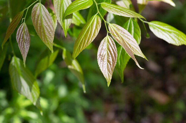 Reusachtige dogwood stam en groene bladeren Cornaceae bladverliezende hoge boom