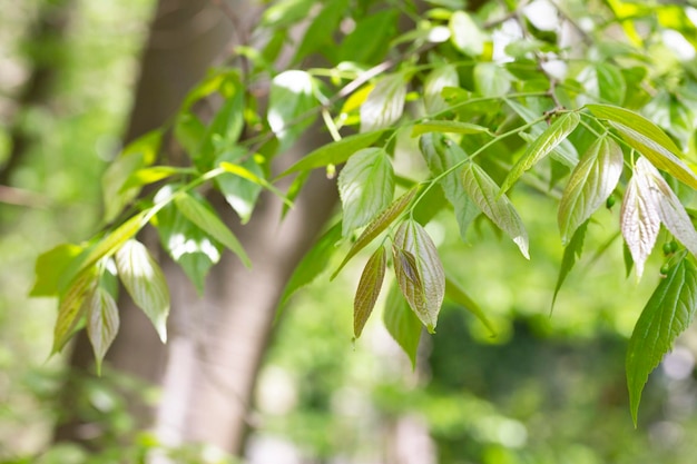 Reusachtige dogwood stam en groene bladeren Cornaceae bladverliezende hoge boom