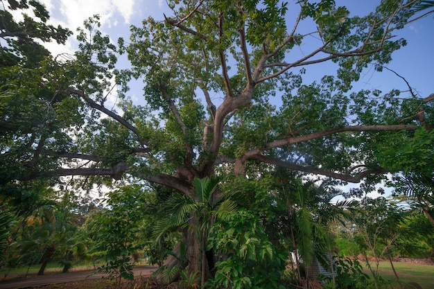 Reusachtige enorme boom in Nassau met blauwe hemel. Bahamas