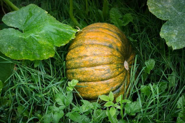 Reusachtige gele en groene pompoenen tussen grote groene bladeren.