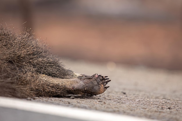 Reusachtige miereneter overreden met met de poten verbrand door vuur illustratieve van het thema van het overrennen van fauna voor bewustmakingscampagnes