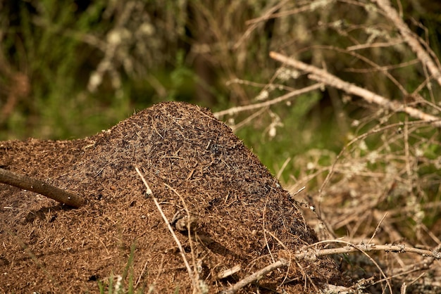 Reusachtige mierenhoop in het Europese bos
