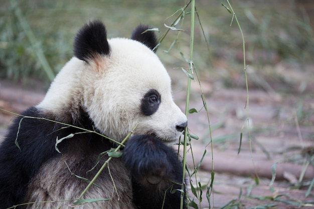 Foto reusachtige panda kijkt weg in de dierentuin