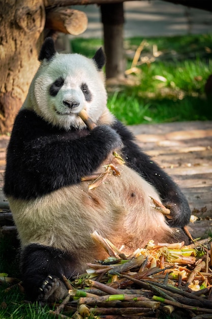 Reusachtige panda's in China