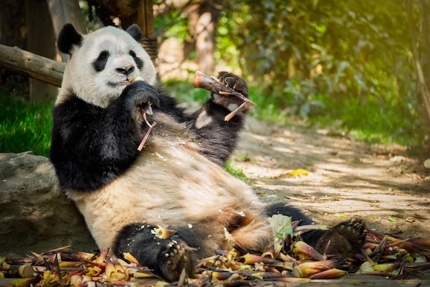 Reusachtige panda's in China