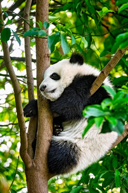 Foto reusachtige panda's in china