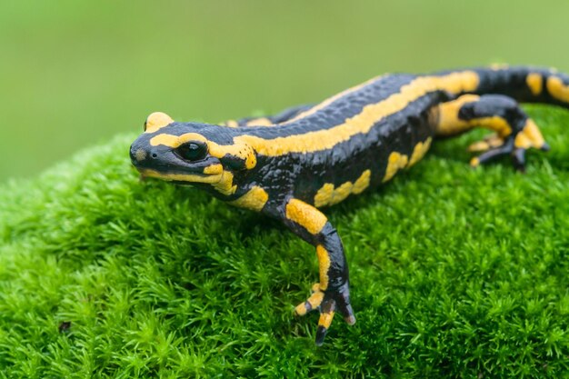 Foto reusachtige salamander