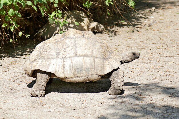 Reusachtige schildpad die in de natuur loopt