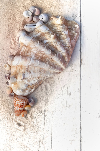 Reusachtige tweekleppige schelpdieren met andere kleine zeeschelpen in zand op een witte plank