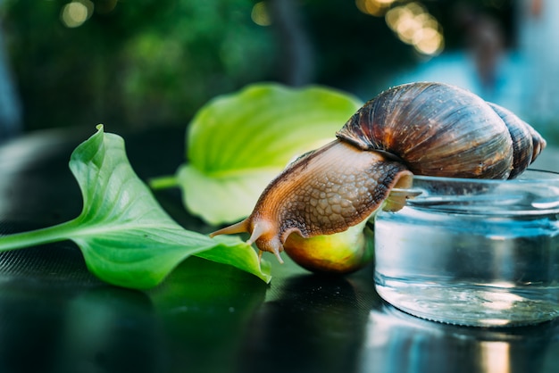 Reuze Afrikaanse slak, fulica Achatina. Binnenlandse schaaldieren met helende mucus.