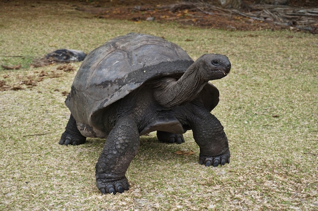 Reuze aldabra-schildpad op een eiland in de seychellen.