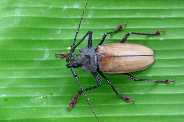 Reuze Fijische boktor van eiland Koh Phangan, Thailand. Sluit omhoog, macro. Reuze Fijische langhoornige kever, Xixuthrus-helden is een van de grootste levende insectensoorten. Grote tropische keversoorten