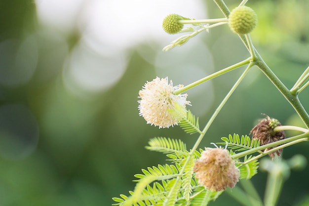 Reuze gevoelige bloem, Maiyaraap Ton-bloem