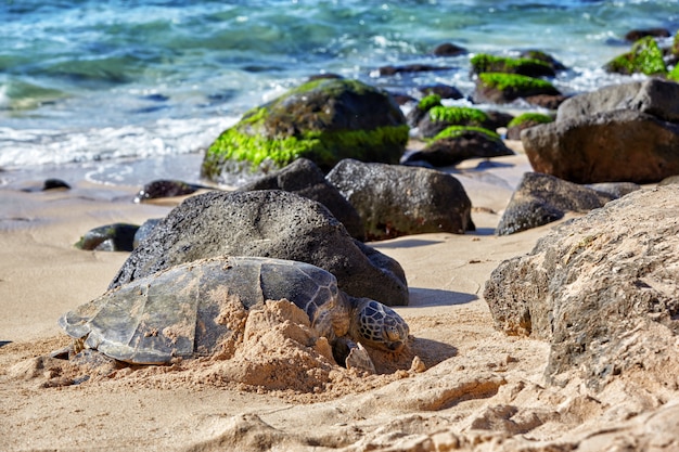 Reuze groene zeeschildpad bij Laniakea-strand, Hawaï