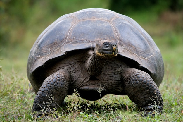 Reuze schildpad in het gras